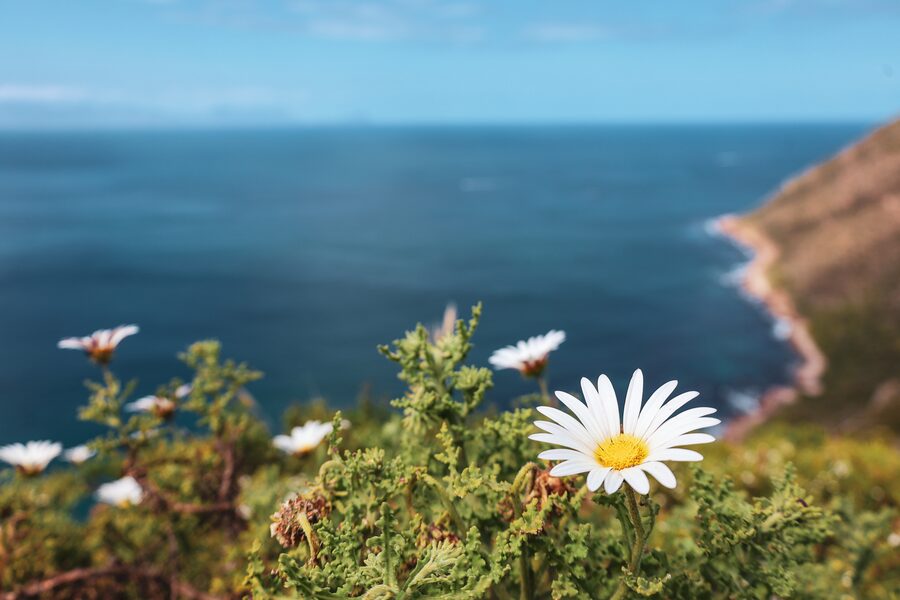 Wild daisies above the sea
